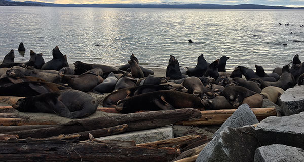 Looking at the natural world through Indigenous eyes