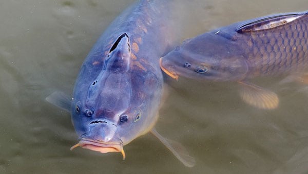 New hope for Canada’s freshwater fishers