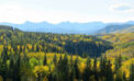 albeta forest nature Alberta’s forest industries focus of new U of A research chair