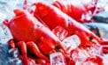 lobster fishing ice History shows a path to resolve lobster fisheries dispute
