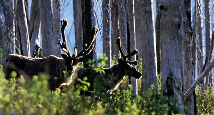How changing boreal forests could affect caribou