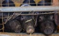 pigs Political welfare raising its ugly head in Ontario again