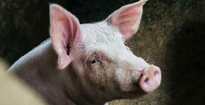 pig farm animal agriculture nature Manufacturing human organs … with farm animals