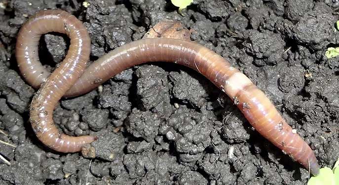 What the heck are jumping worms?