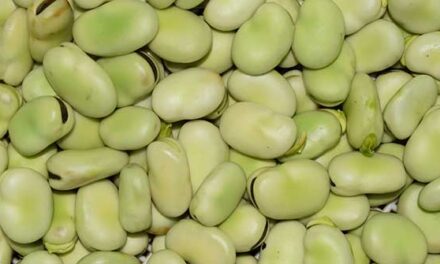 Faba beans could help ease demand for sustainable plant-based food sources